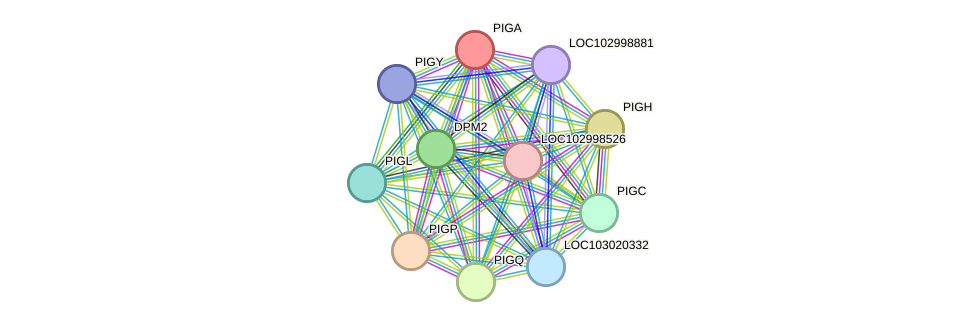 STRING protein interaction network
