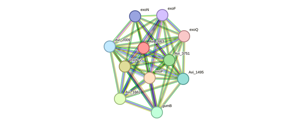 STRING protein interaction network