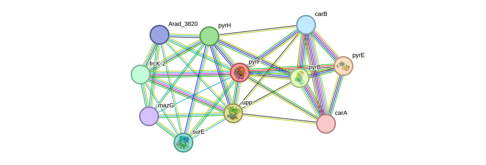 STRING protein interaction network