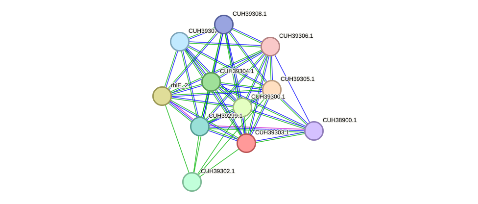 STRING protein interaction network