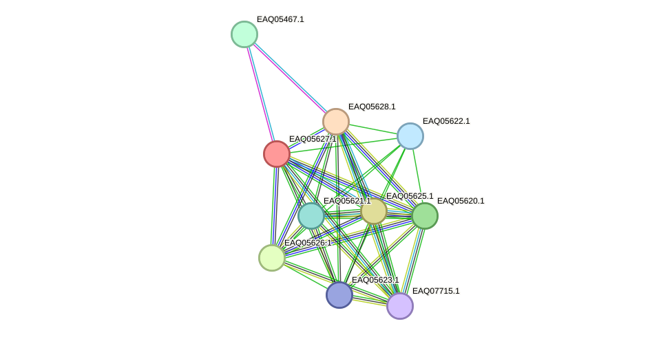 STRING protein interaction network