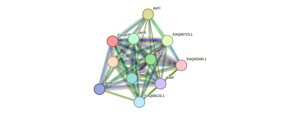 STRING protein interaction network
