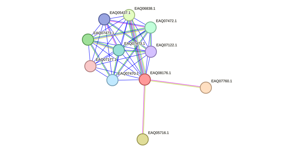 STRING protein interaction network