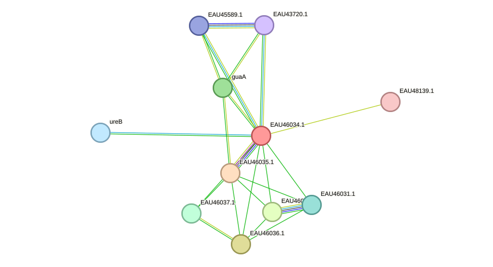 STRING protein interaction network