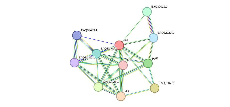 STRING protein interaction network