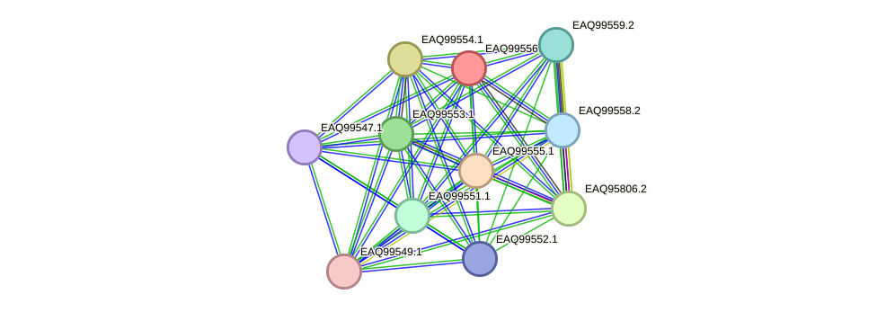 STRING protein interaction network