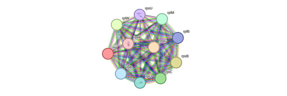 STRING protein interaction network