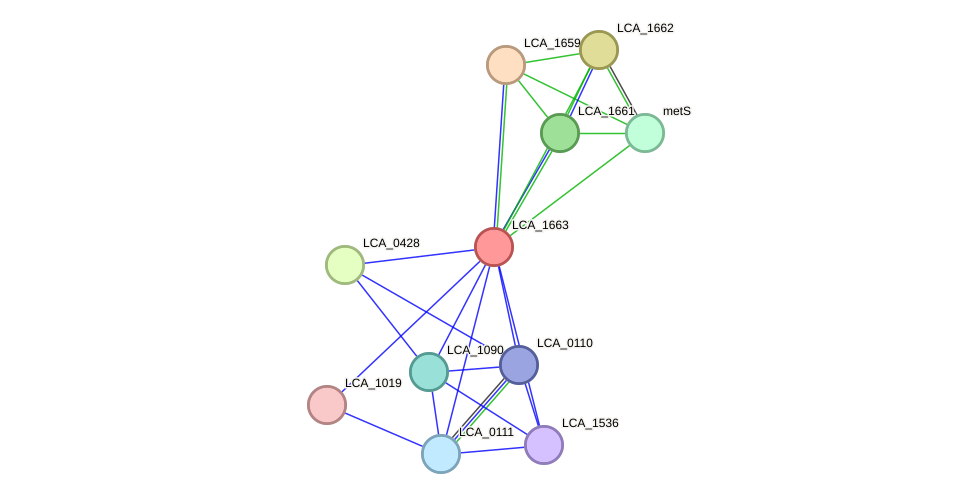 STRING protein interaction network