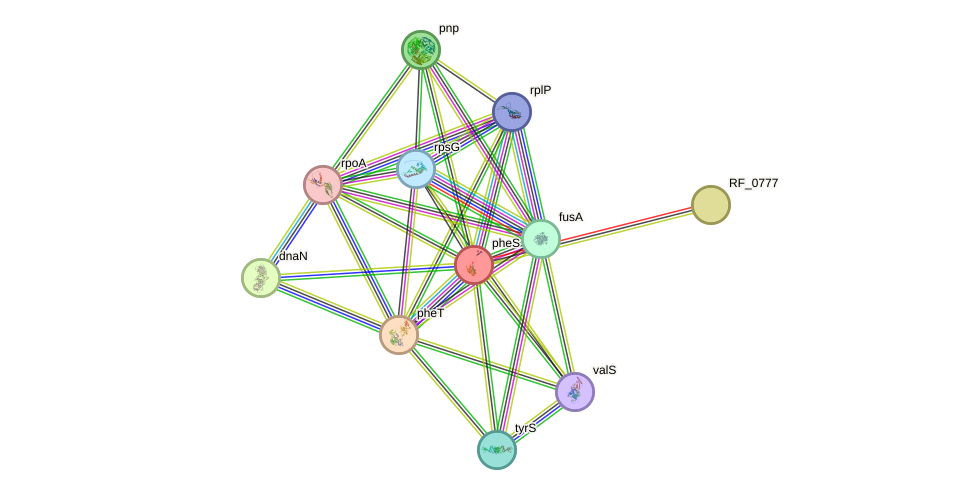 STRING protein interaction network