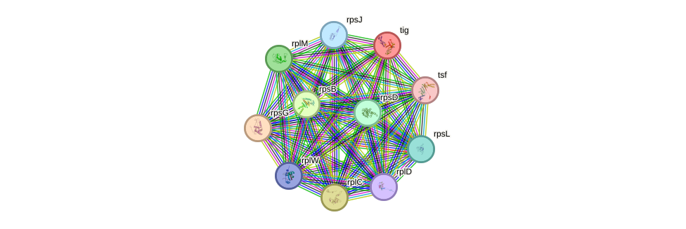 STRING protein interaction network