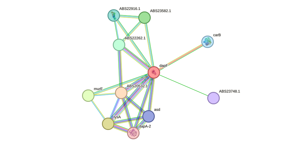 STRING protein interaction network