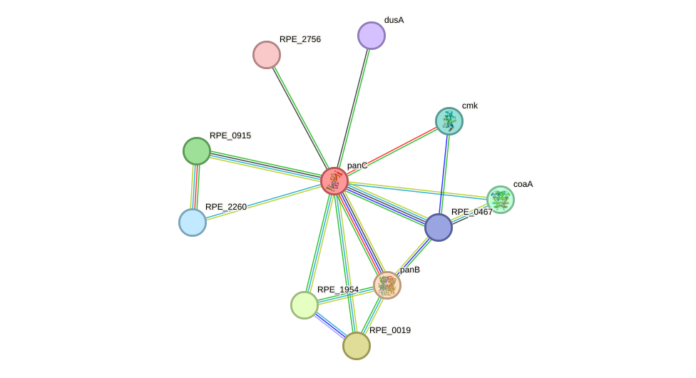 STRING protein interaction network