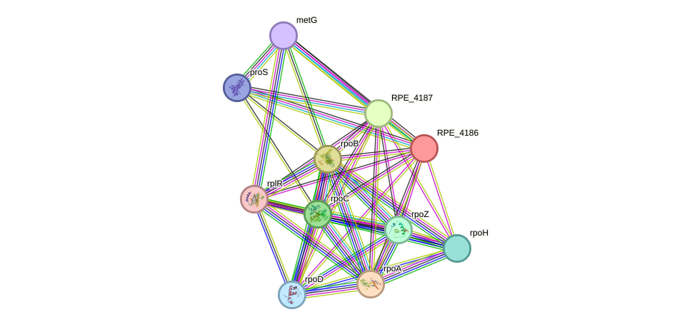 STRING protein interaction network