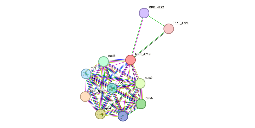 STRING protein interaction network