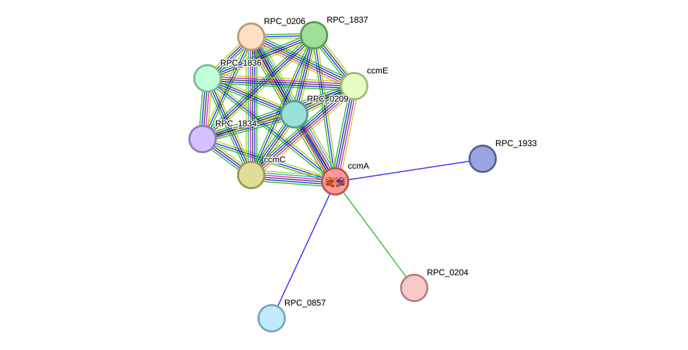 STRING protein interaction network