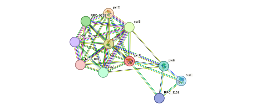 STRING protein interaction network