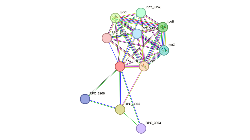 STRING protein interaction network