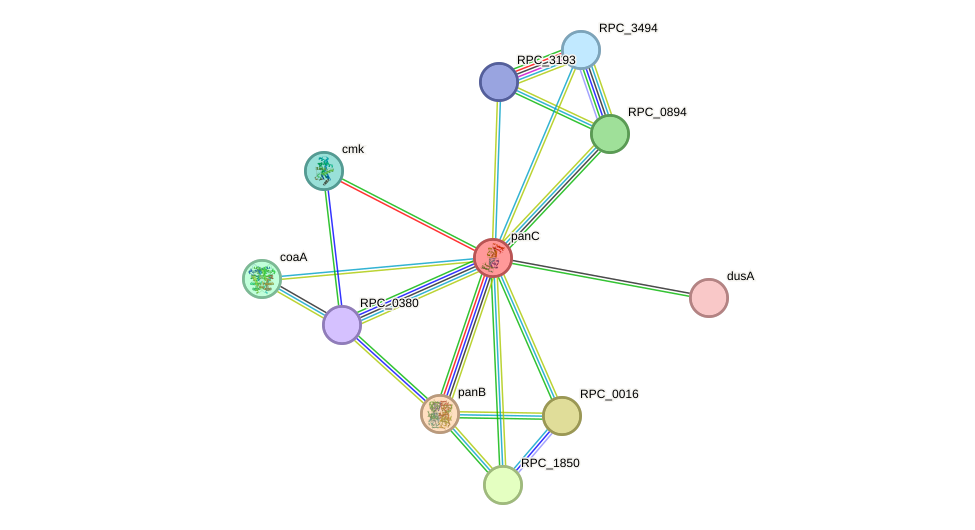 STRING protein interaction network