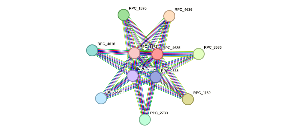 STRING protein interaction network
