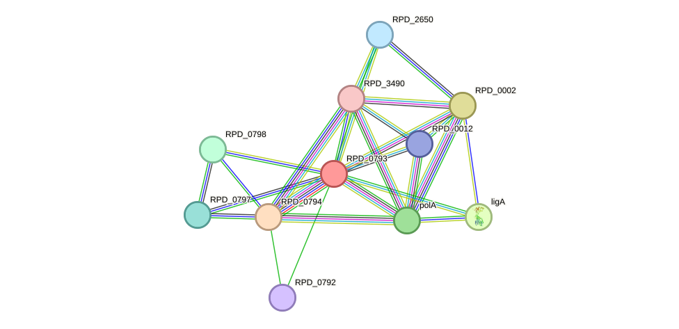 STRING protein interaction network