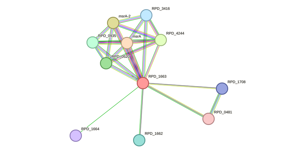 STRING protein interaction network
