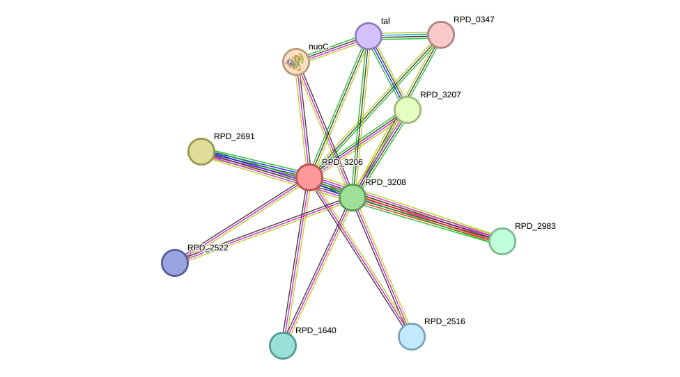 STRING protein interaction network
