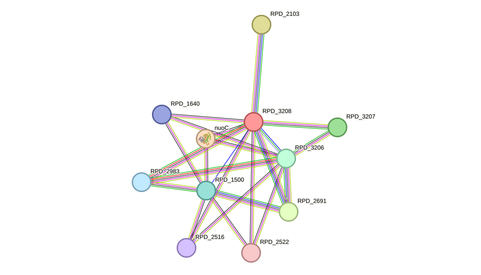 STRING protein interaction network