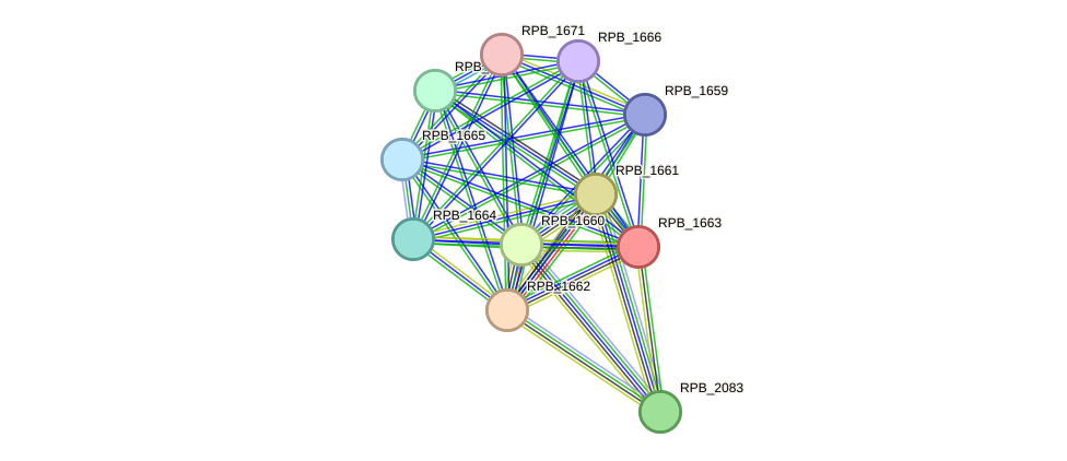 STRING protein interaction network