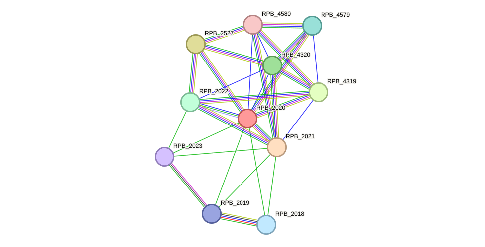 STRING protein interaction network