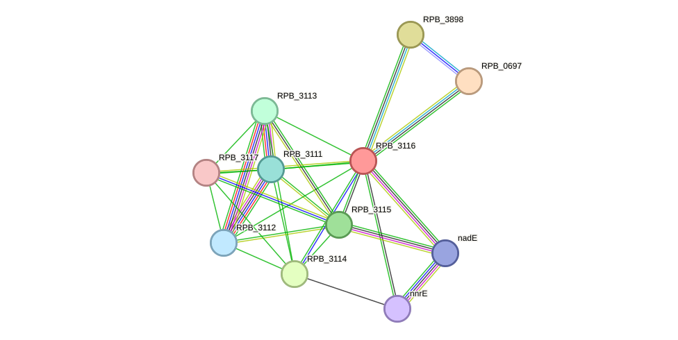 STRING protein interaction network