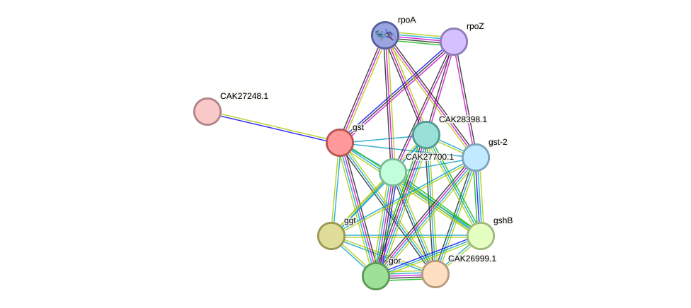 STRING protein interaction network