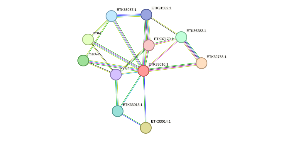 STRING protein interaction network