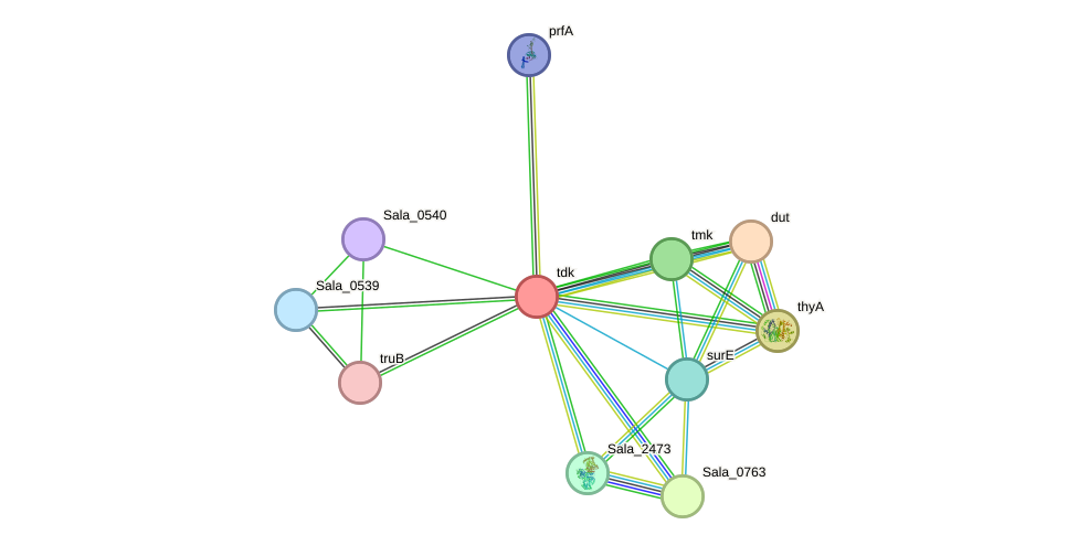 STRING protein interaction network