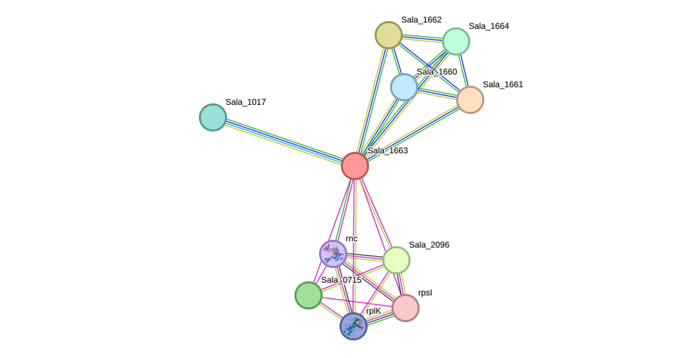 STRING protein interaction network