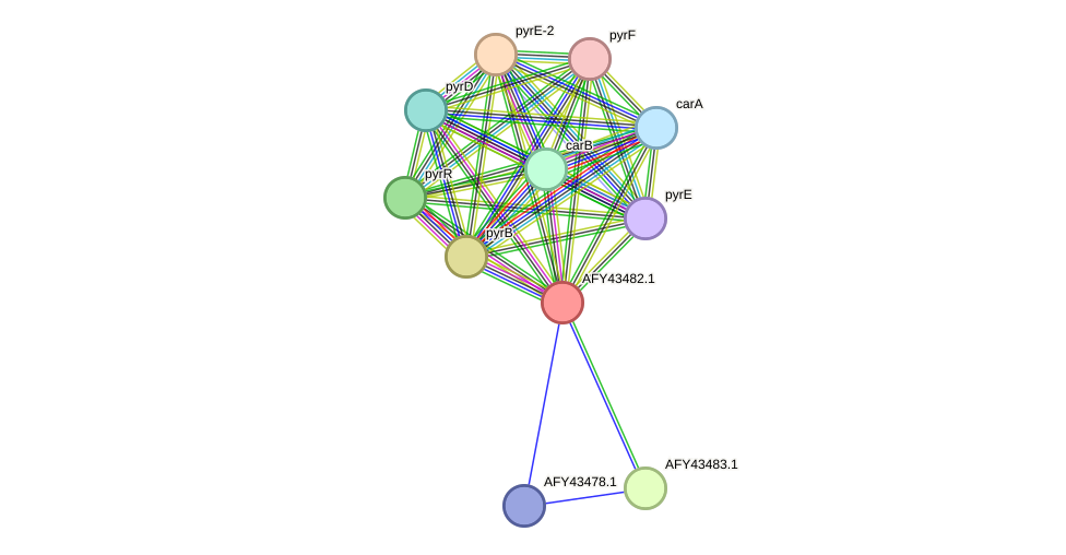 STRING protein interaction network