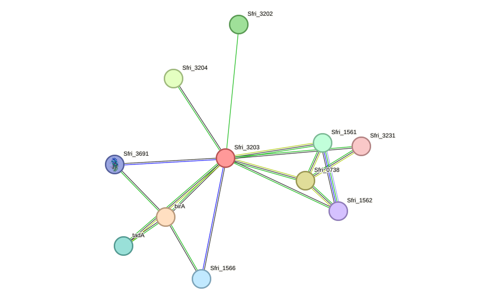 STRING protein interaction network