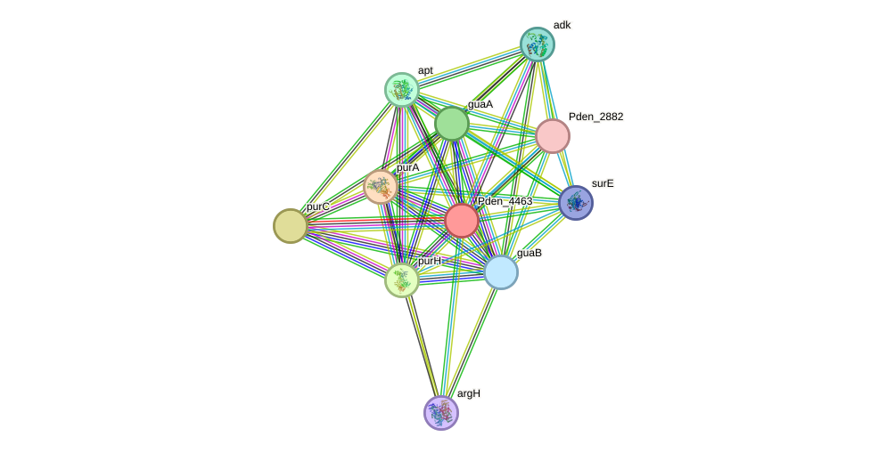 STRING protein interaction network