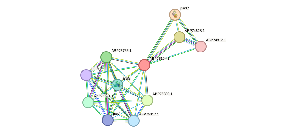 STRING protein interaction network