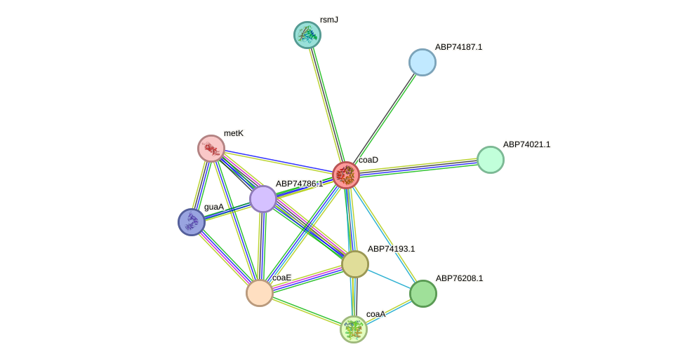 STRING protein interaction network