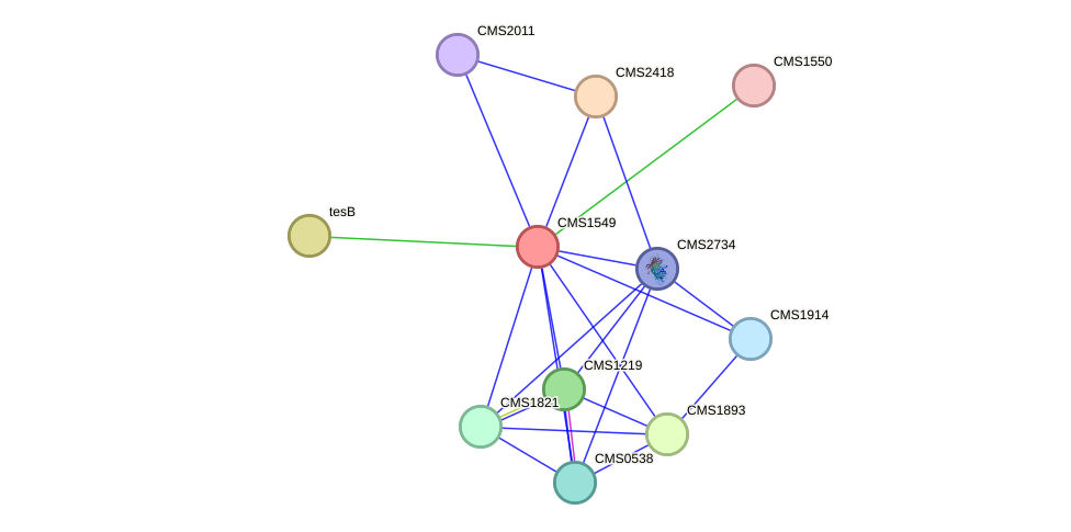 STRING protein interaction network