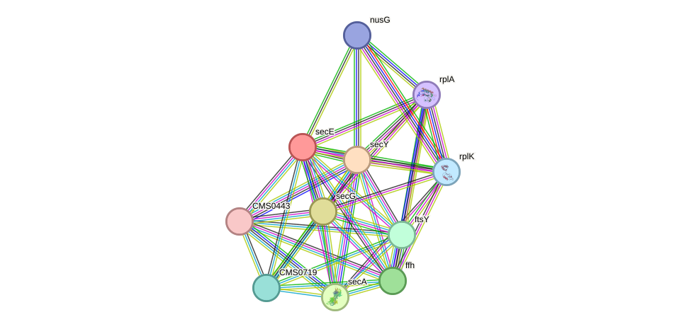 STRING protein interaction network