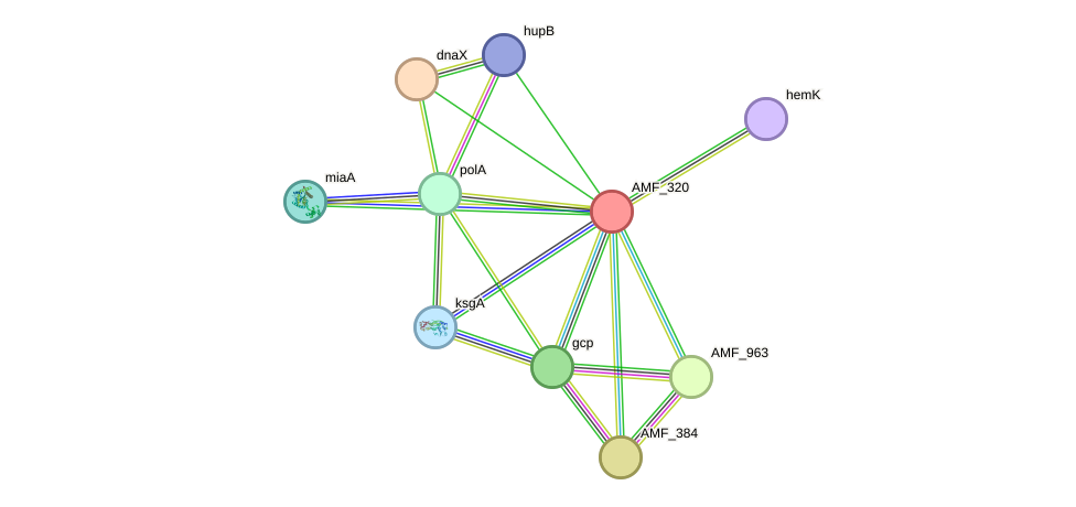 STRING protein interaction network