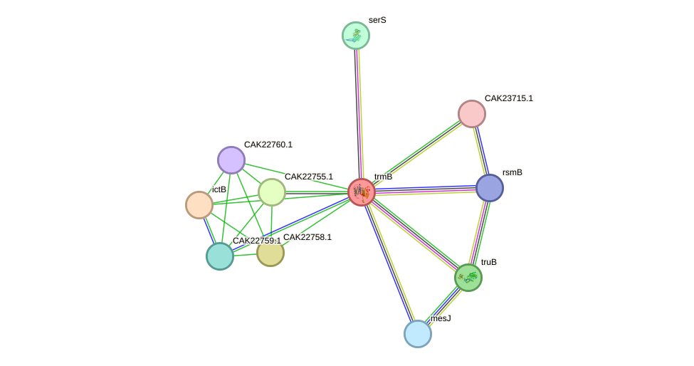 STRING protein interaction network