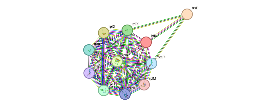 STRING protein interaction network