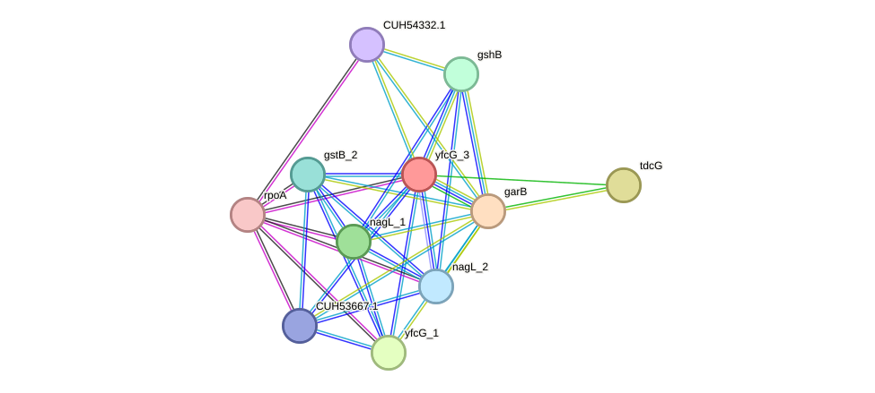 STRING protein interaction network