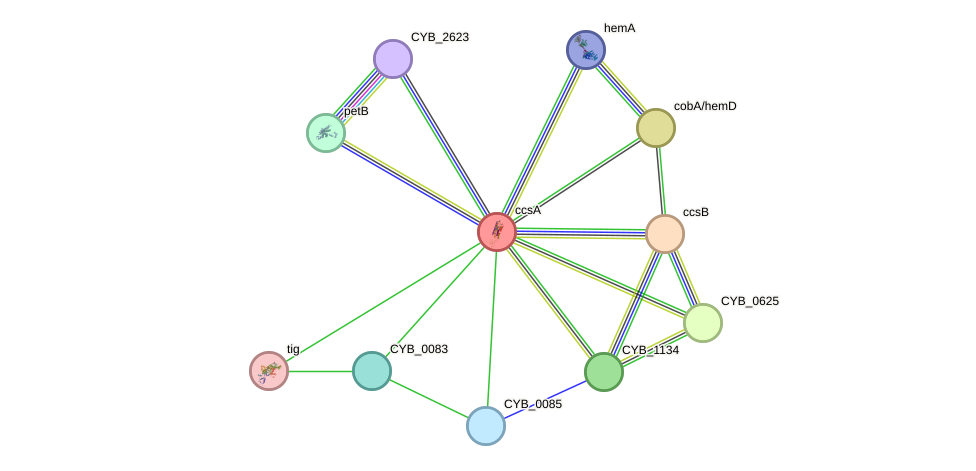 STRING protein interaction network