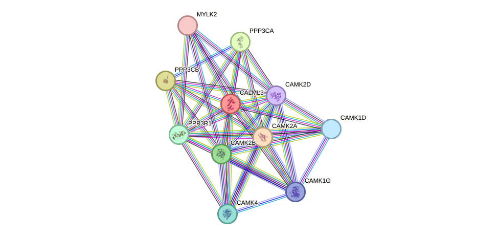 STRING protein interaction network