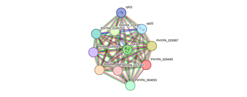 STRING protein interaction network