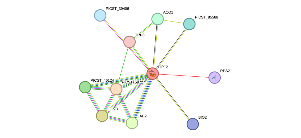 STRING protein interaction network