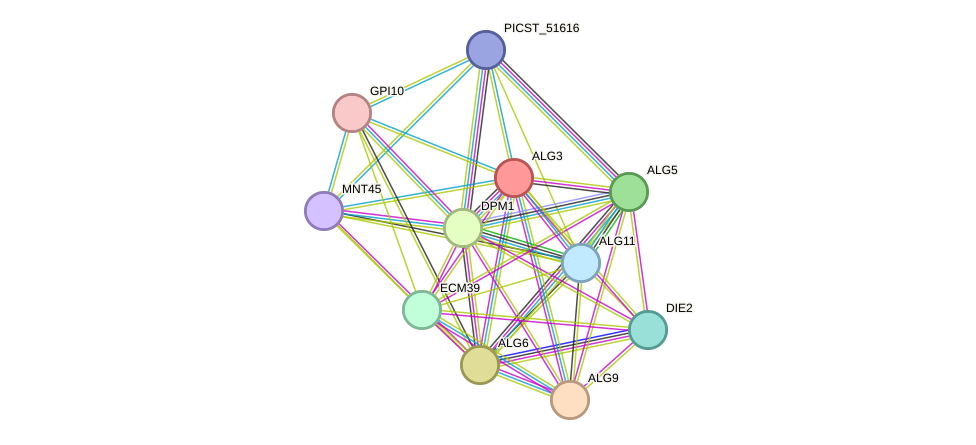 STRING protein interaction network